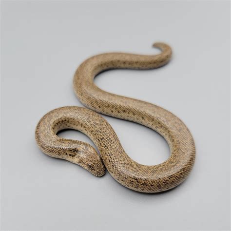 Cinnamon Russian Sand Boa by Rufus Darden Reptiles - MorphMarket