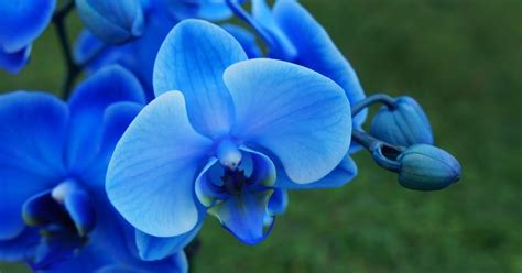 How To Keep Blue Orchids Blue