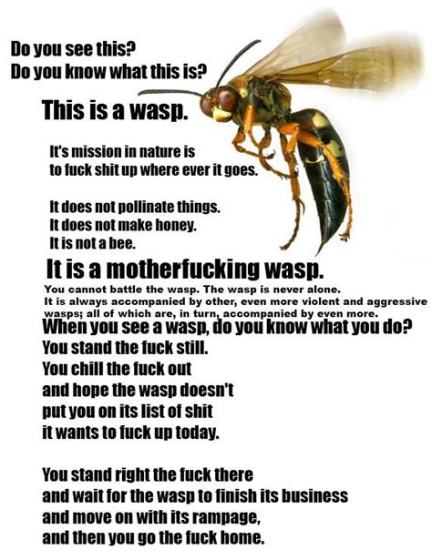 This is a wasp : r/funny