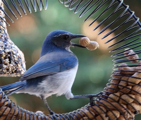 Pin by Goody Cable on Feathers | Animals, Blue jay, Bird