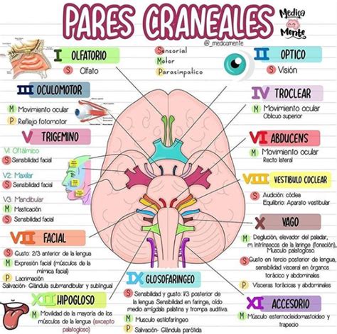 Pares Craneales - Función y Nombres