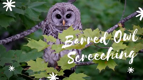 Barred Owls Screeching - YouTube