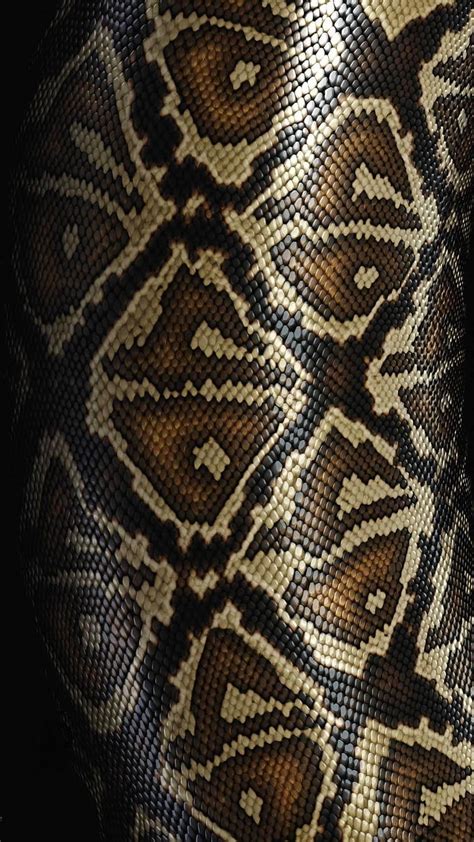 Python, snake, cool, background, wild, HD mobile wallpaper | Peakpx