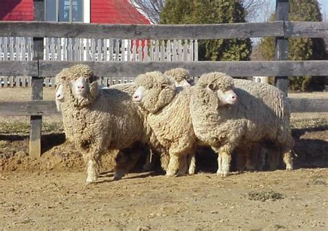 Top 15 Sheep Breeds for Wool - PetHelpful