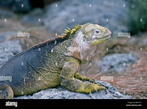 The Galapagos Land Iguana Conolophus subcristatus is a species of lizard in the Iguanidae family ...