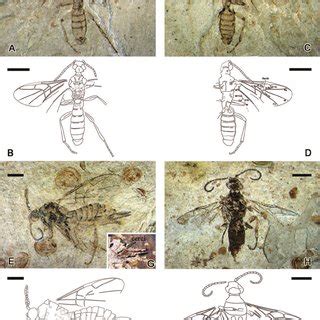 Photos and line drawings of holotype male, allotype female and paratype... | Download Scientific ...