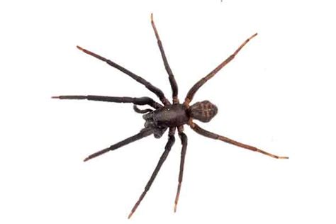 Spider Identification and Common Spiders in Florida