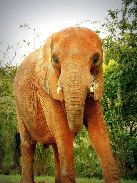 South African Elephant - ZooChat