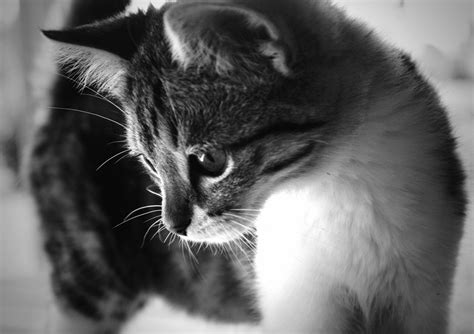 Fond d'écran : été, noir et blanc, chats, animal, chat, printemps, incroyable, chaton, adorable ...