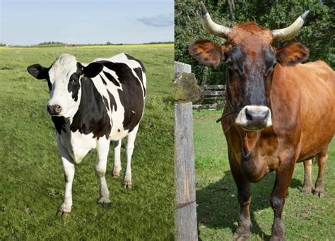 Ox Vs Cow (Classified, Differences and Quick Facts) - Family Life Share