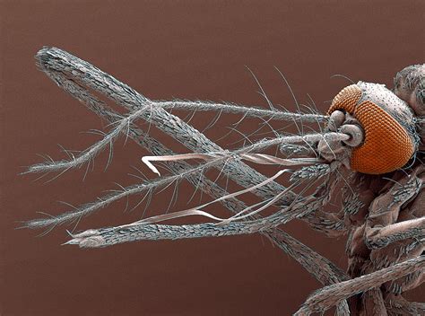 Mosquito Mouthparts Microscope