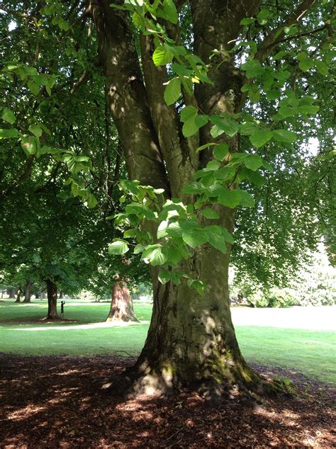 European Beech, Copper/Tricolor Beech | Trees of Reed