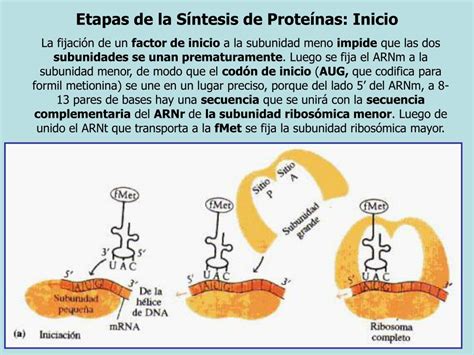 PPT - SÍNTESIS DE PROTEÍNAS PowerPoint Presentation, free download - ID ...