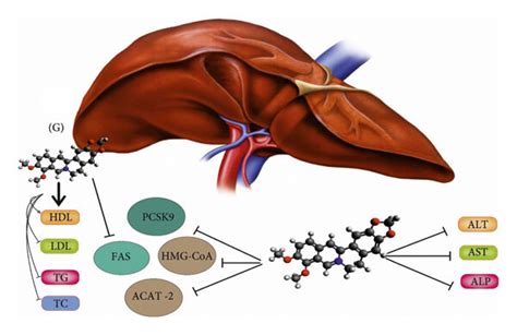 Aspartate transaminase (AST), alanine transaminase (ALT), and alkaline ...