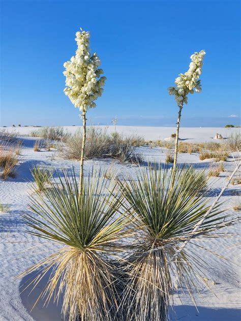 Desert Plants