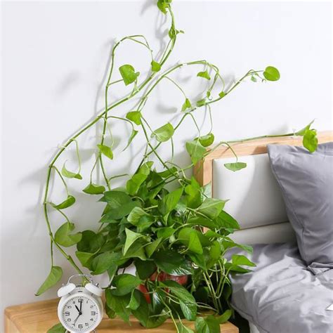 Indoor Climbing and Trailing Plants That Are Easy To Care For - My Tasteful Space