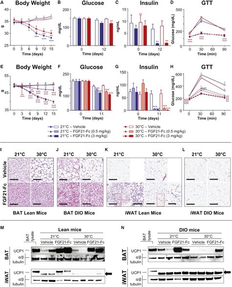 Pharmacologic Effects of FGF21 Are Independent of the “Browning” of White Adipose Tissue: Cell ...