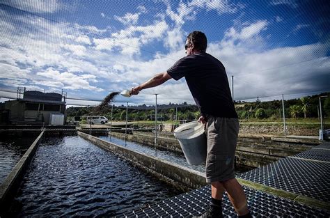 Sustainable salmon farming subject of $5.2 million research project • Food Innovationist