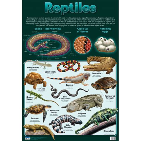 Reptiles Wall Chart | Rapid Electronics