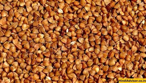 कुट्टू क्या होता है?, प्रकार, फायदे, उपयोग, नुकसान – Buckwheat in Hindi