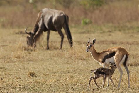 Narodziny gazeli w Masai Mara , Kenia Gazelle's birth in Masai Mara ...