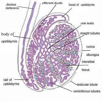 General overview of the histological organization of testis and ...