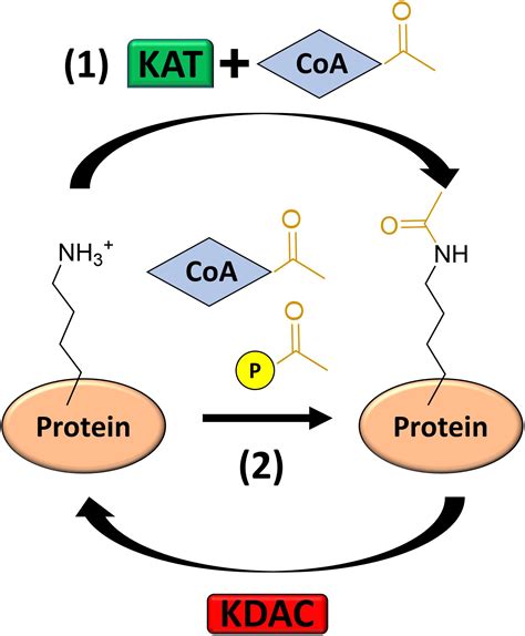 Frontiers | Post-translational Protein Acetylation: An Elegant Mechanism for Bacteria to ...