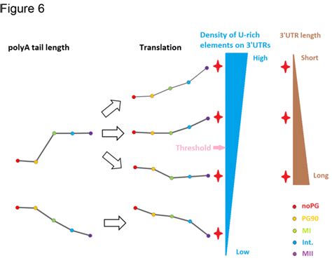 Model for control of polyadenylation and translation by U-rich sequence... | Download Scientific ...