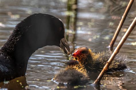 Mother Eurasian Coot feeding its Chick : birding