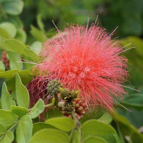 Calliandra - how to grow calliandra and advice on caring for them indoors