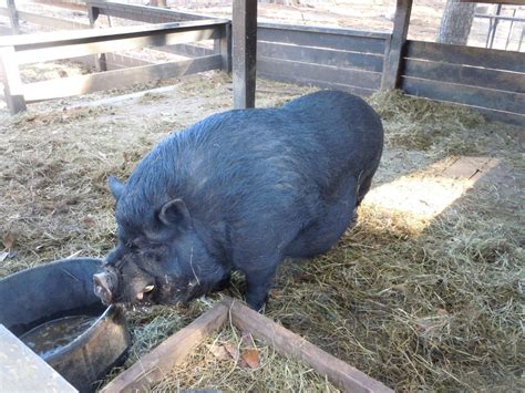 Feral Pigs – Control | Walter Reeves: The Georgia Gardener