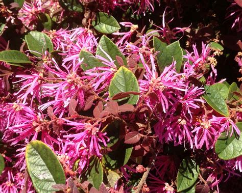 GardensOnline: Loropetalum chinense Pink Cultivars