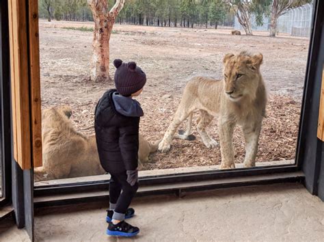 - Dubbo Zoo Lion Safari