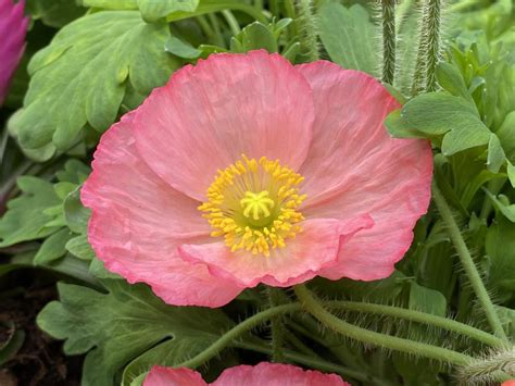 Iceland Poppy (Papaver nudicaule 'Champagne Bubbles Pink') in the ...