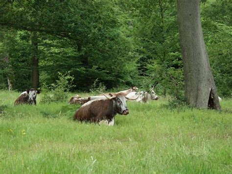 BeenThere-DoneThat: Bury Wood, Epping Forest, Essex.