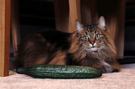 Why Do Cats Hate Cucumbers - Can You Train A Cat