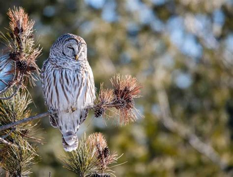 Owls In Missouri: 8 Species Showcased In The Show-Me State