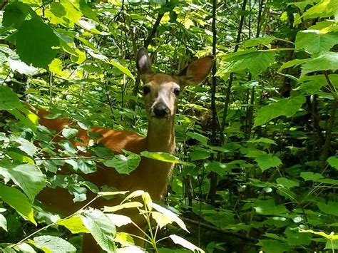 Wildlife in the Boundary Waters Canoe AreaCanadian Waters