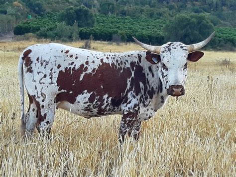 Nguni Cattle Breed