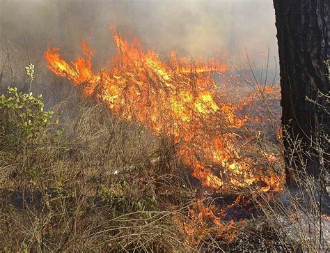 The Origin of Wildfires and How They Are Caused