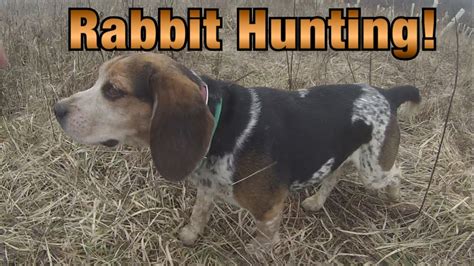 Rabbit Hunting With Dogs - YouTube