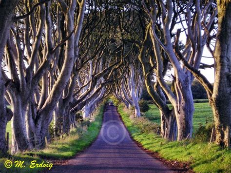 Dark Hedges Ireland | Dark hedges, Dark hedges ireland, Scenic