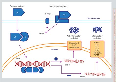 Cellular mechanism of action of corticosteroids in the inhibition of... | Download Scientific ...