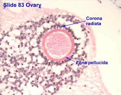 Ovarian Follicles Slide