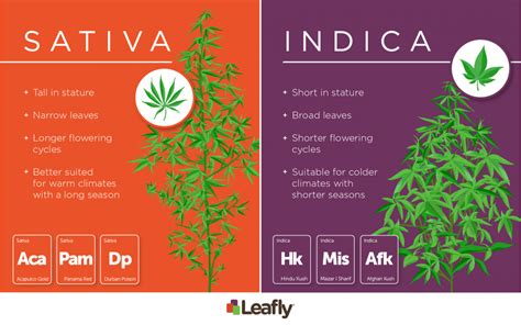 Indica vs Sativa: What’s the Difference Between Cannabis Types? | Leafly