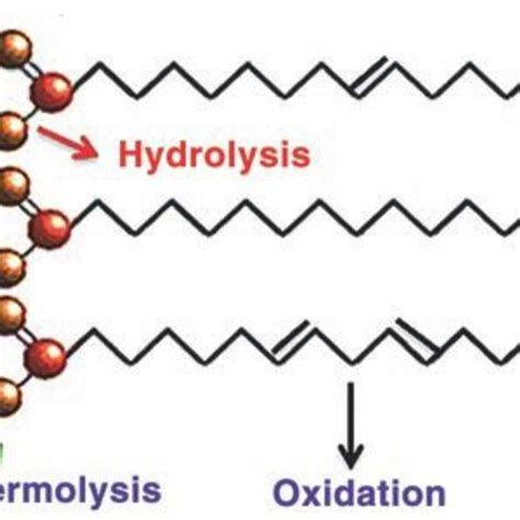 Triglyceride formation | Download Scientific Diagram