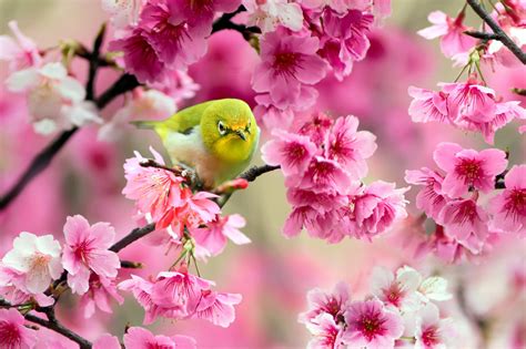 Spring Birds and Flowers Wallpaper - WallpaperSafari