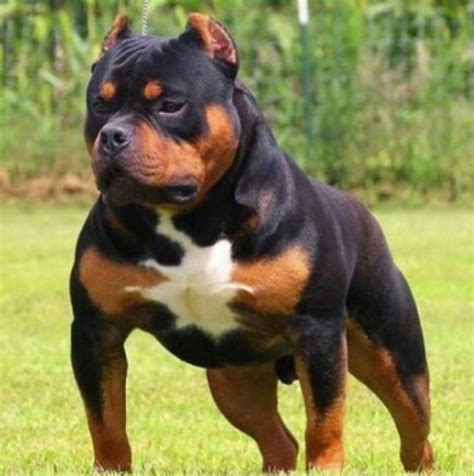 How Much Does a Rottweiler Pitbull Mix Cost? | Pitbull Puppies