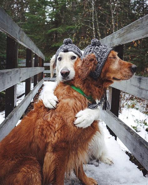 Fluffy hugs and adventures make things better 🤗 Photo by @wat.ki | Dogs hugging, Funny animals ...