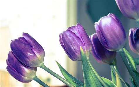 Purple Tulips Wallpapers - Wallpaper Cave